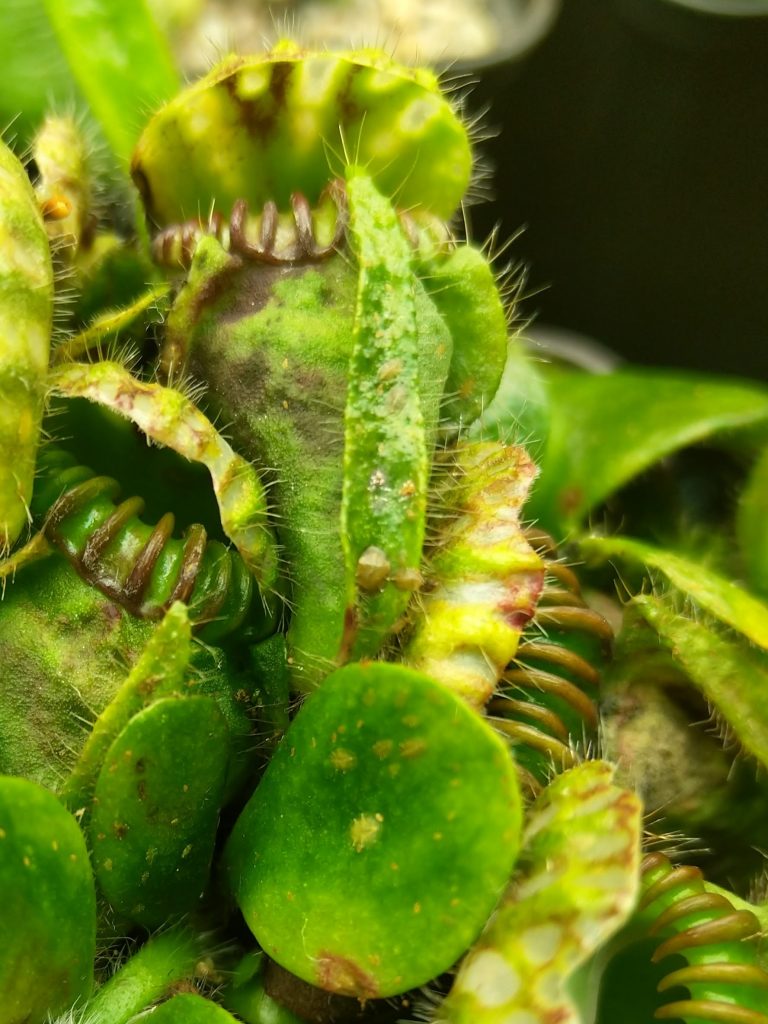 Cephalotus with Scale Insects